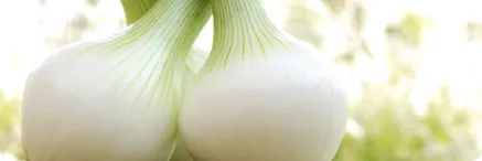 葉付き 白玉ねぎ