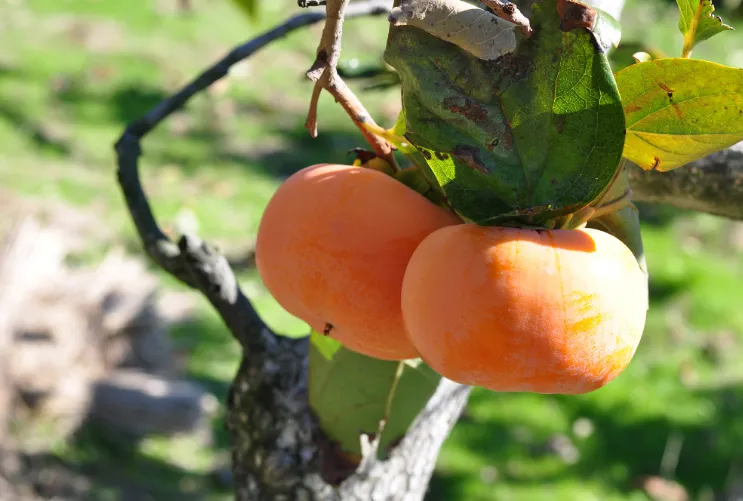 次郎柿 長寿郎【秀品】