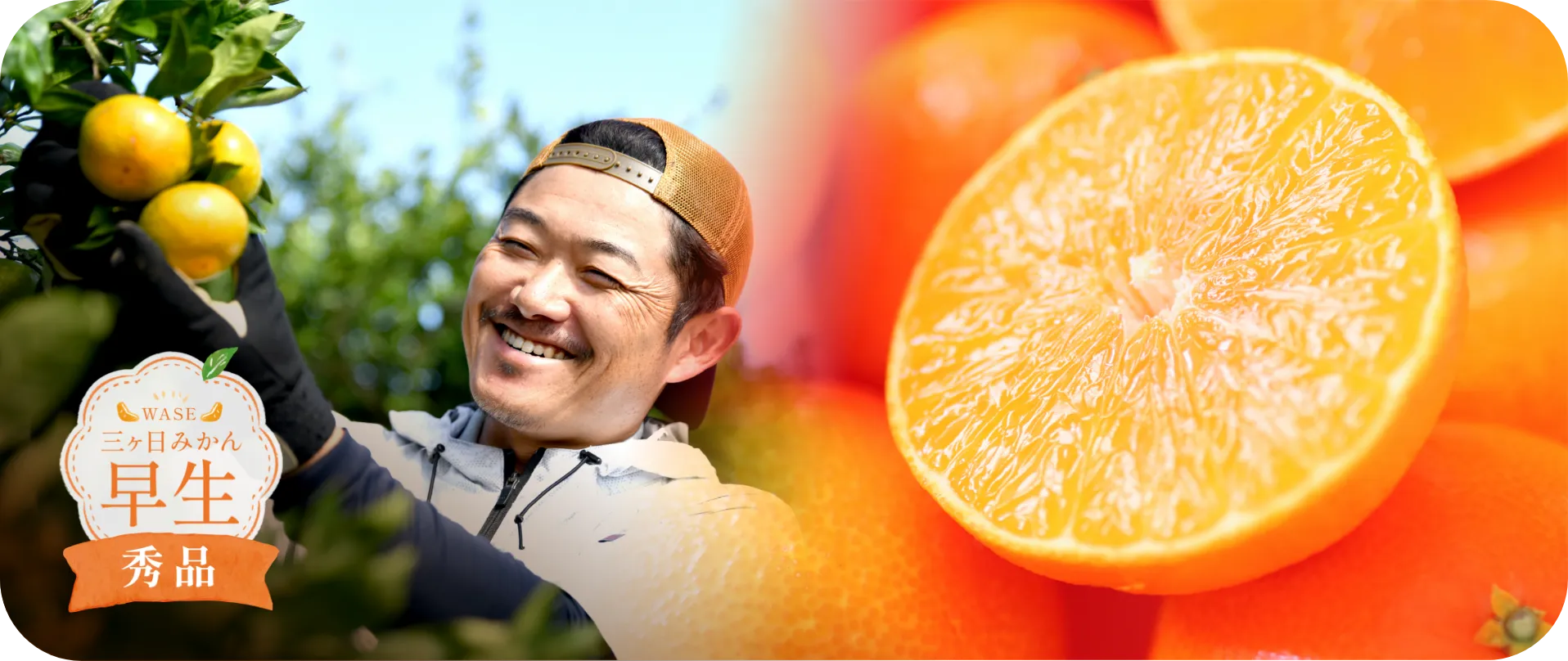 三ヶ日みかん 早生 秀品
