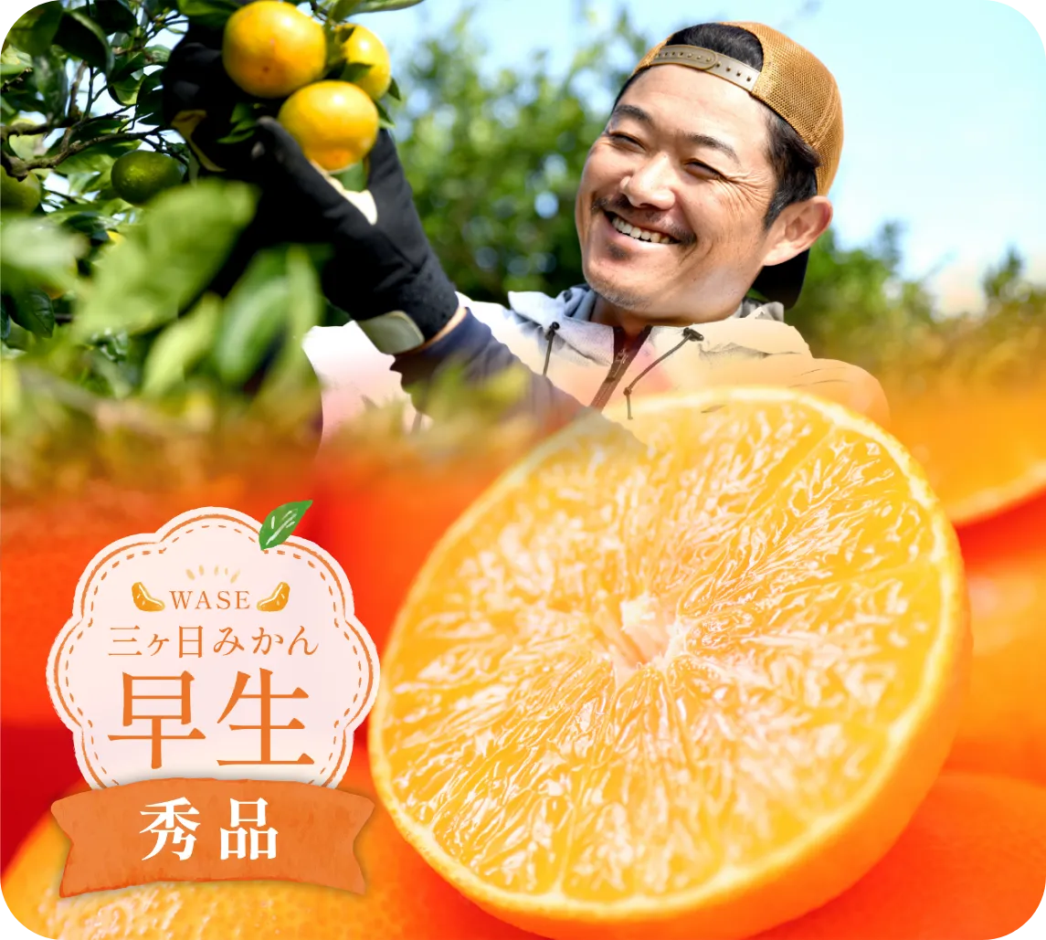 三ヶ日みかん 早生 秀品