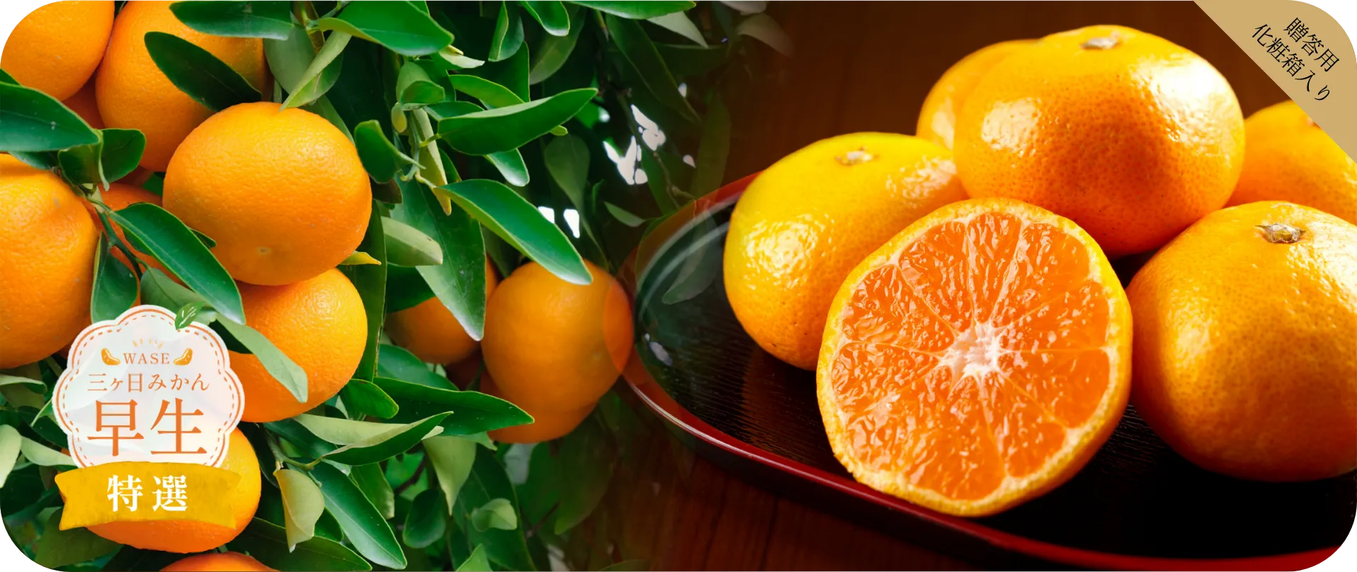 三ヶ日みかん 早生 特選