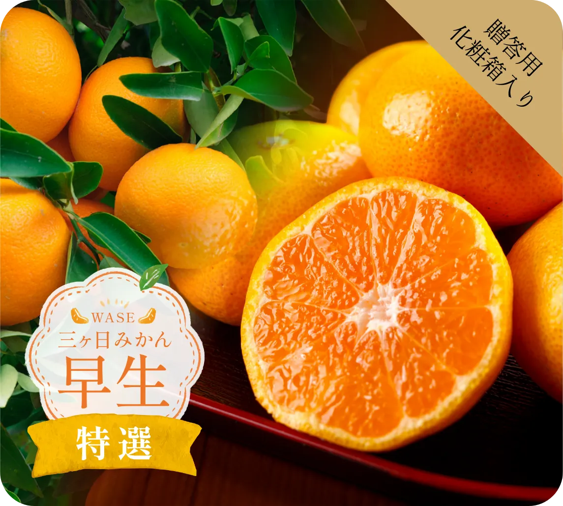 三ヶ日みかん 早生 特選