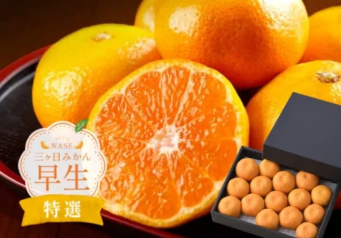 三ヶ日みかん 早生【特選】1.5kg 贈答用化粧箱入り