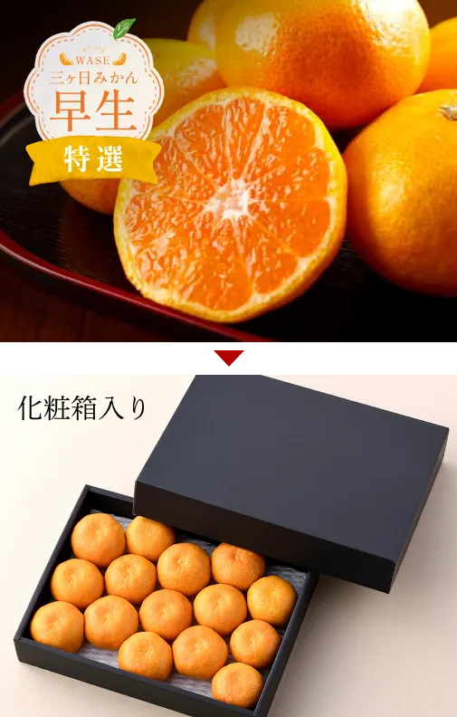三ヶ日みかん 早生 【特選】