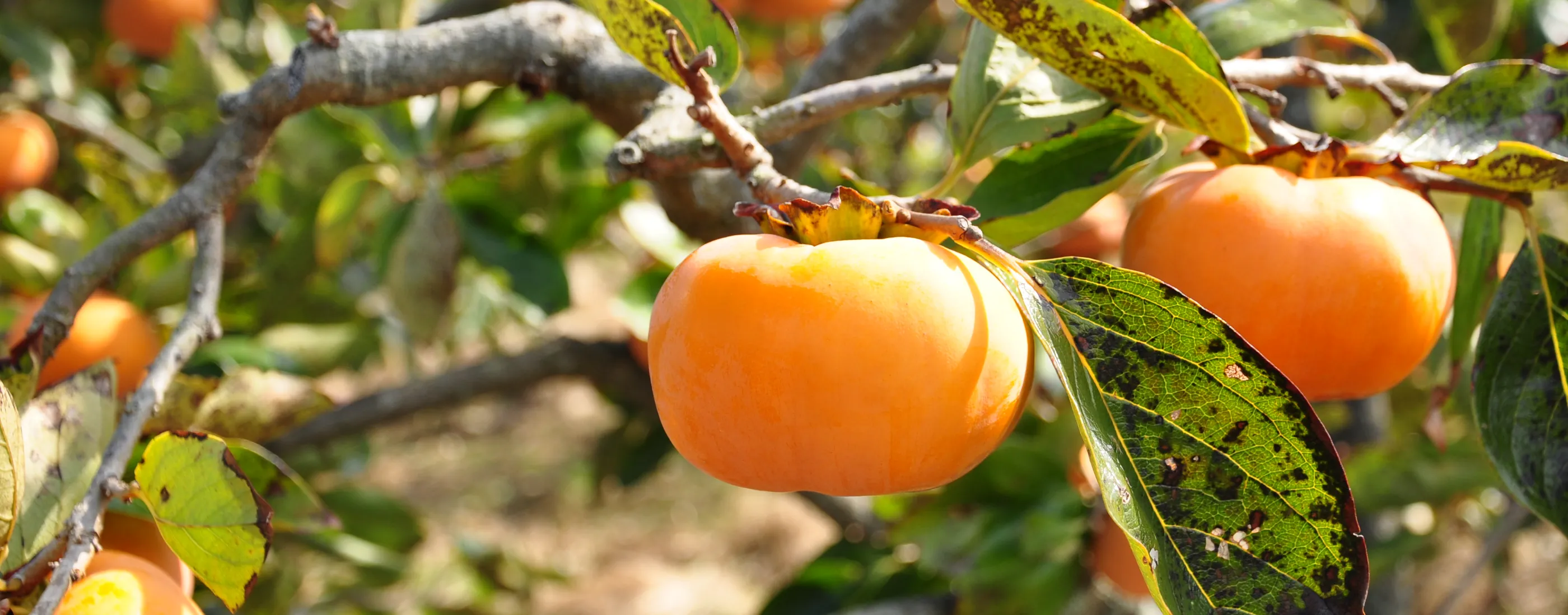 希少な高糖度柿