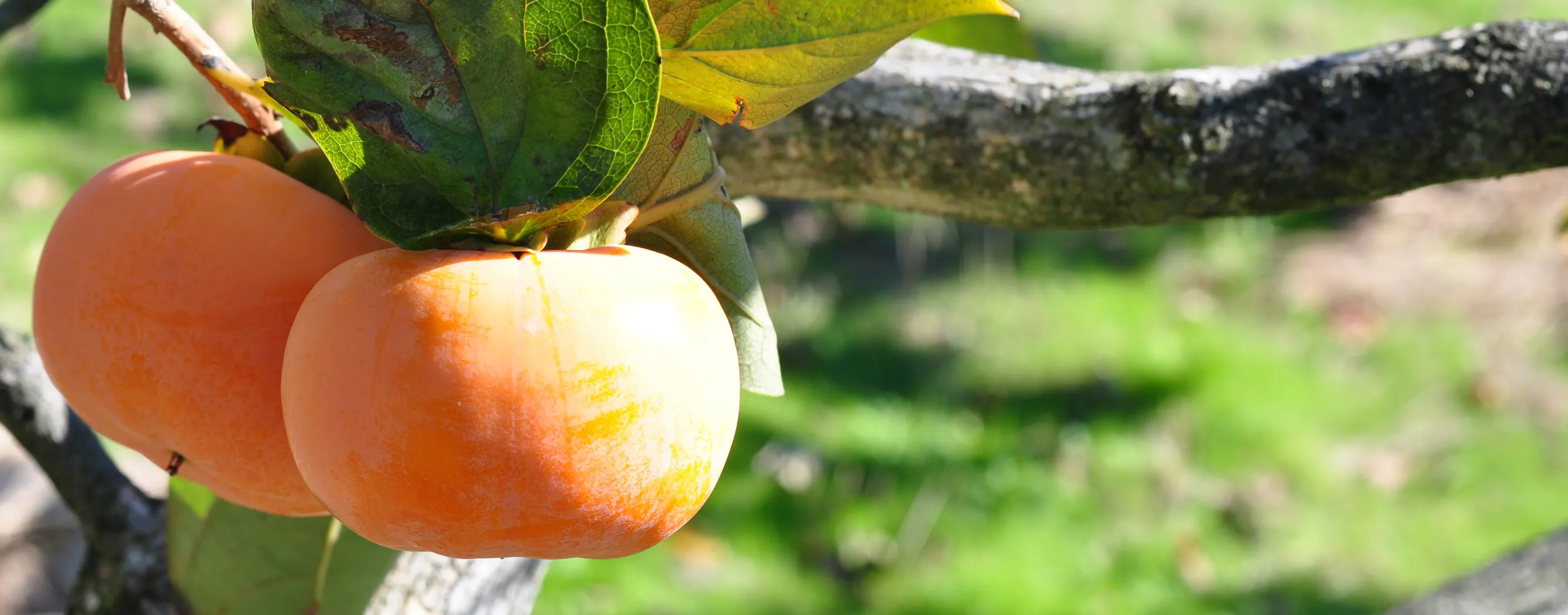 遠州二郎柿作り