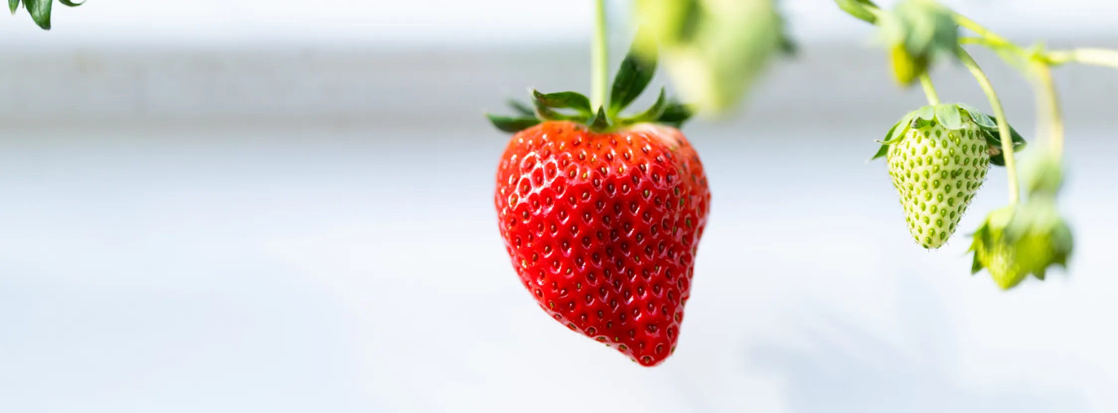 紅ほっぺってどんないちご？