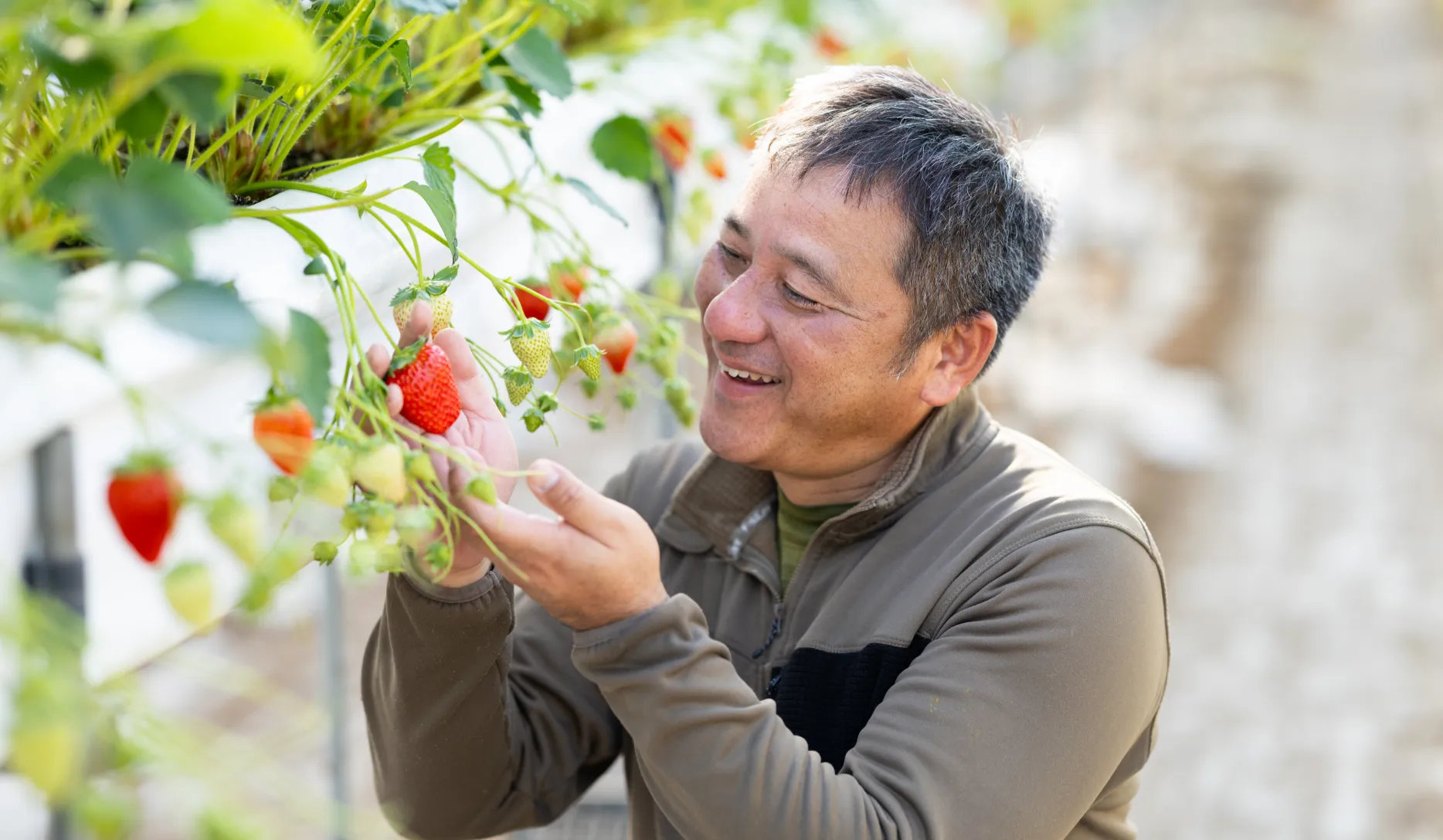 厳密な栽培・出荷管理