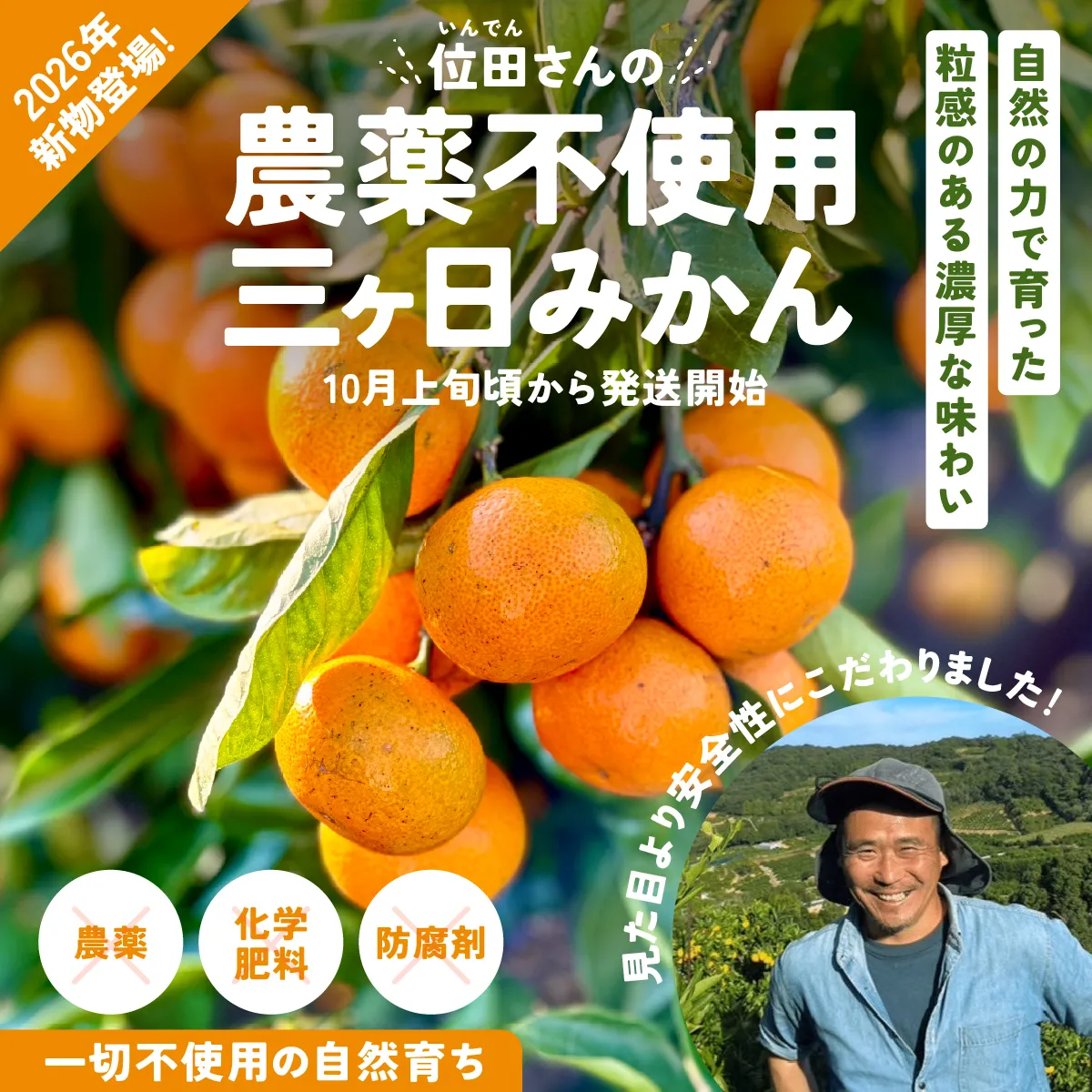 無農薬三ヶ日みかん
