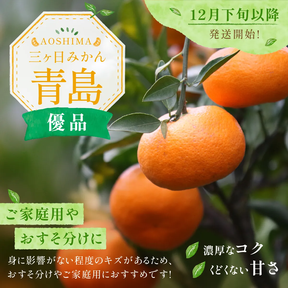 三日日みかん青島優品