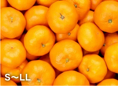 三ヶ日みかん青島-秀品-