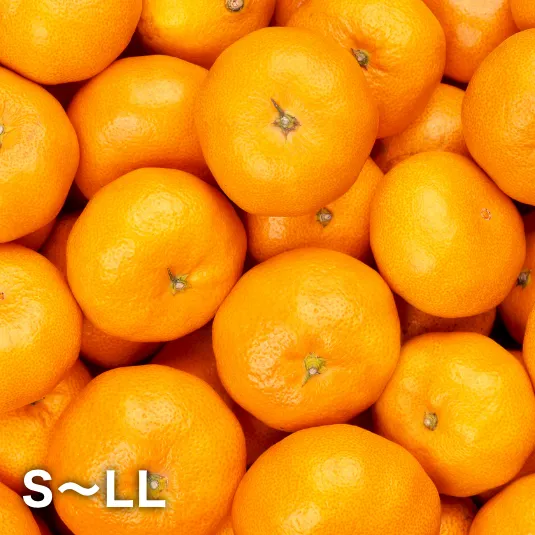 三ヶ日みかん青島-秀品-