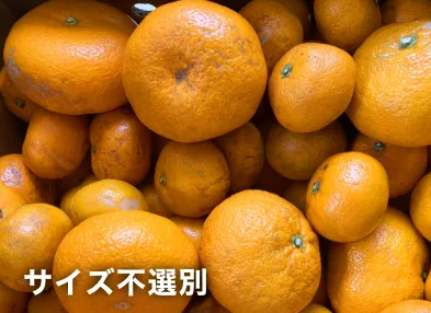三ヶ日みかん青島-わけあり-