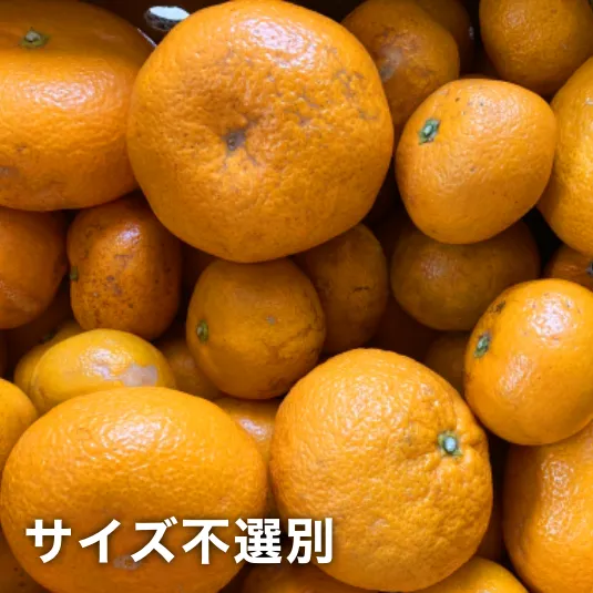三ヶ日みかん青島-わけあり-