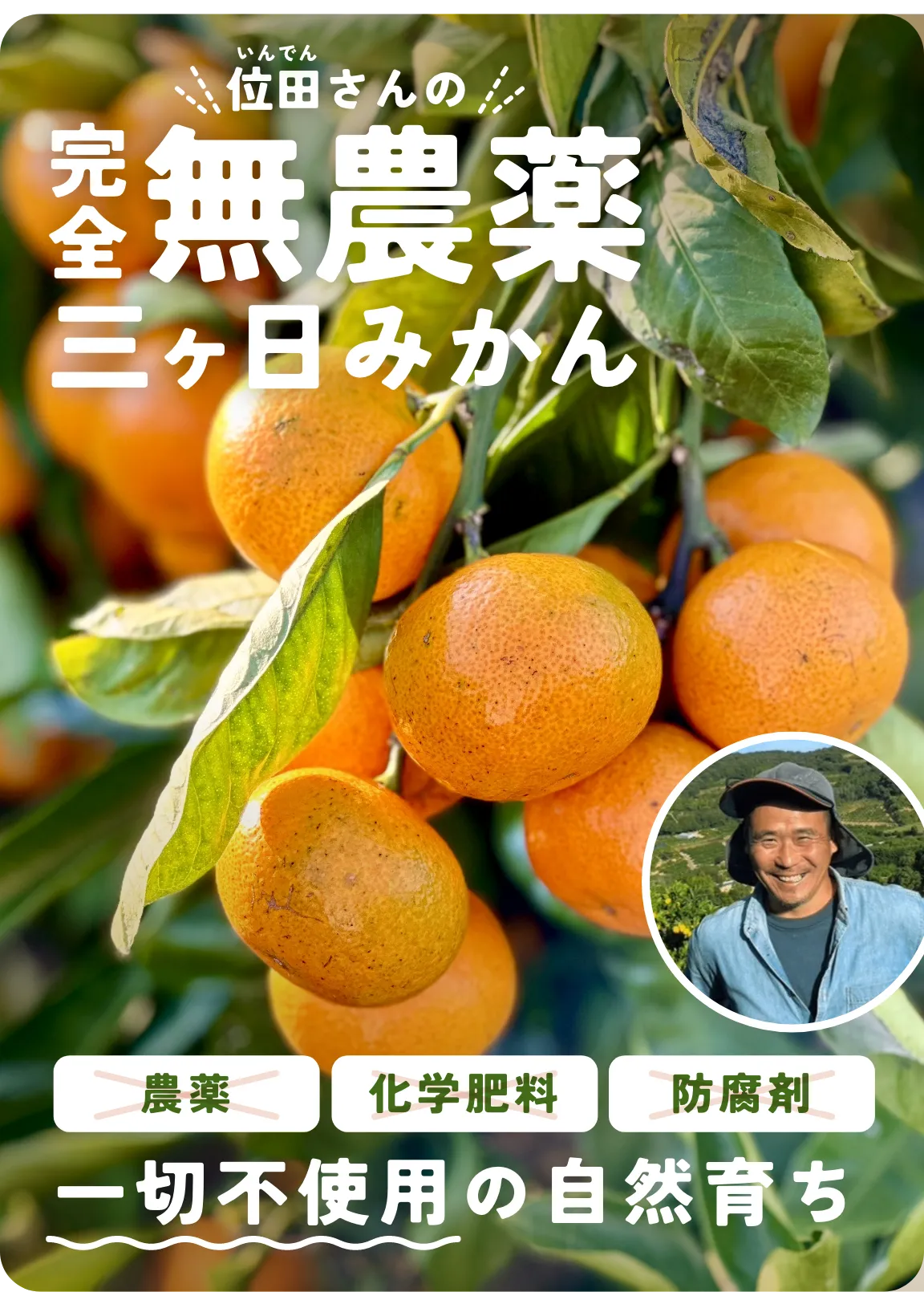 位田さんの完全無農薬三ヶ日みかん