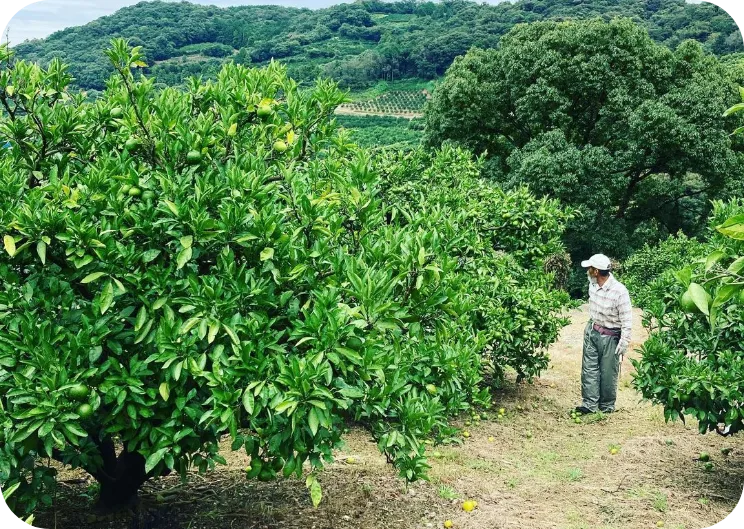 みかん栽培に適した土地