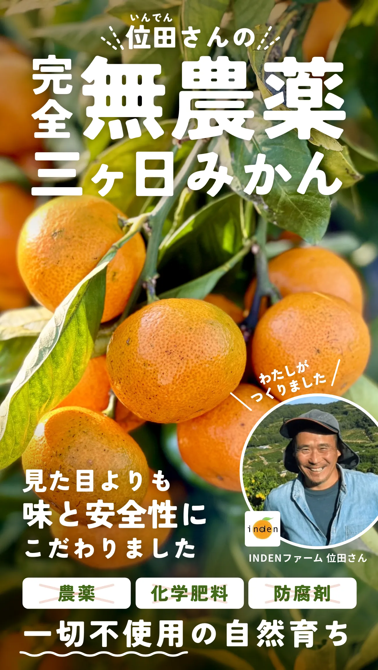 位田さんの完全無農薬三ヶ日みかん