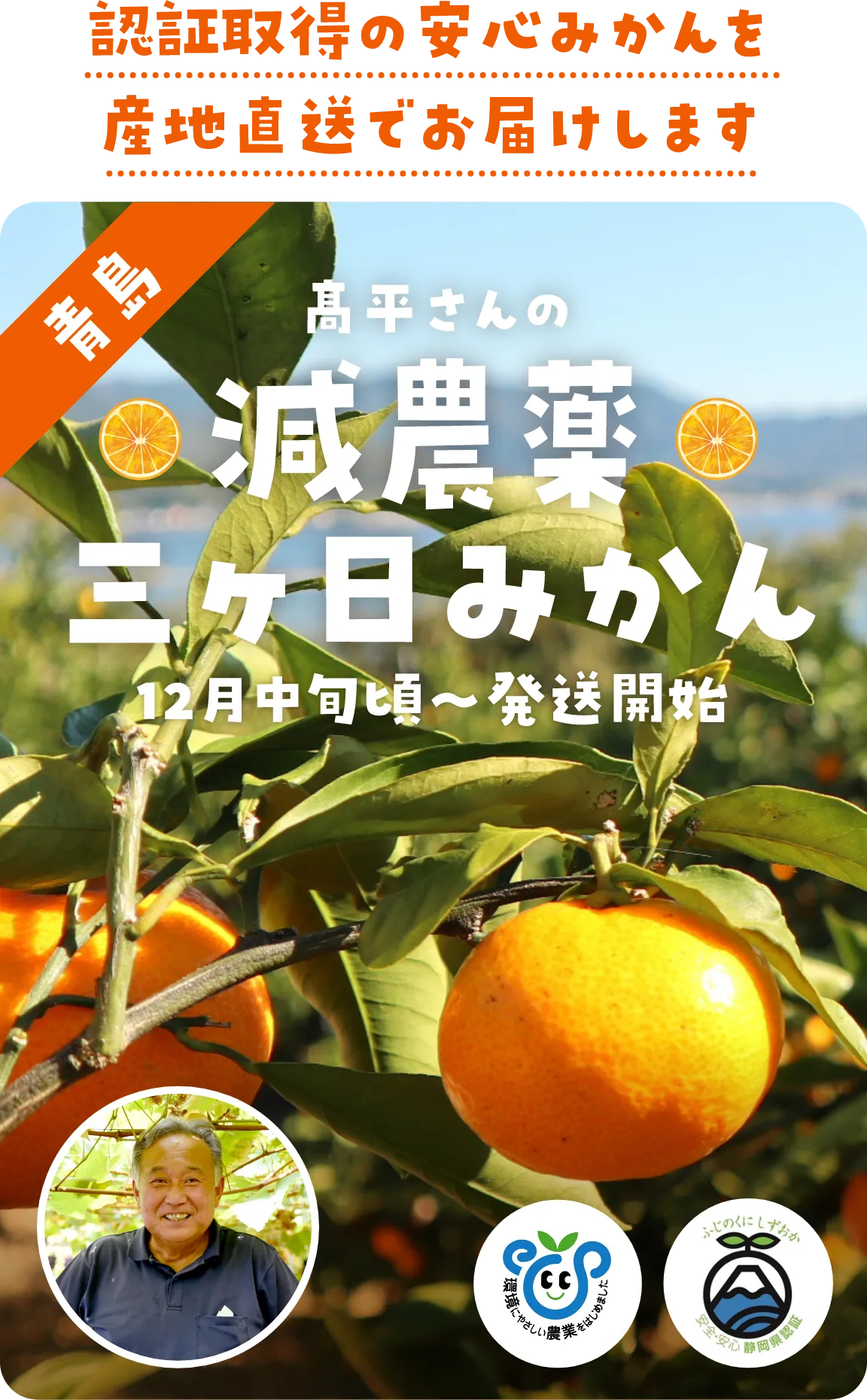 髙平さんの減農薬
三ヶ日みかん