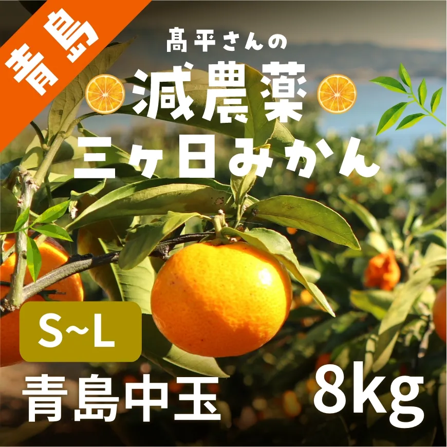 髙平さんの減農薬三ヶ日みかん