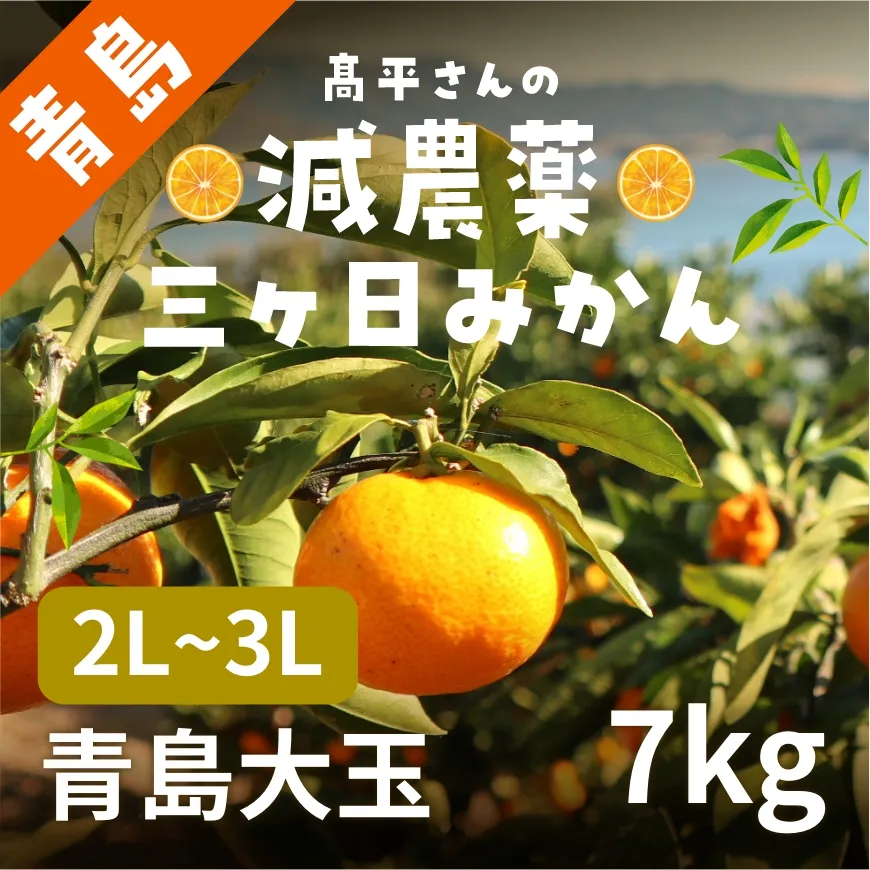 髙平さんの減農薬三ヶ日みかん