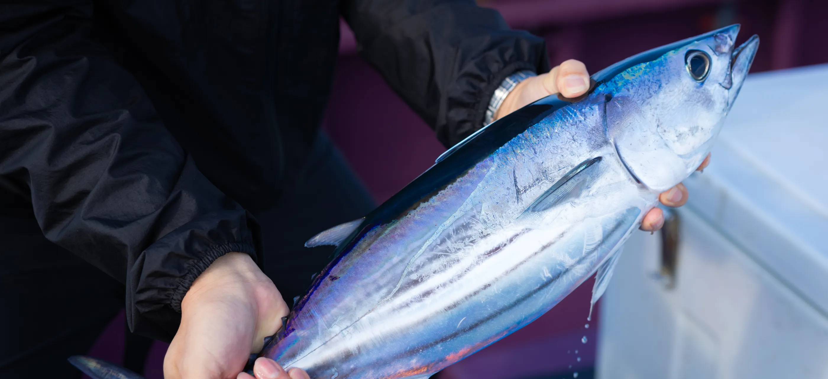 初カツオとは？