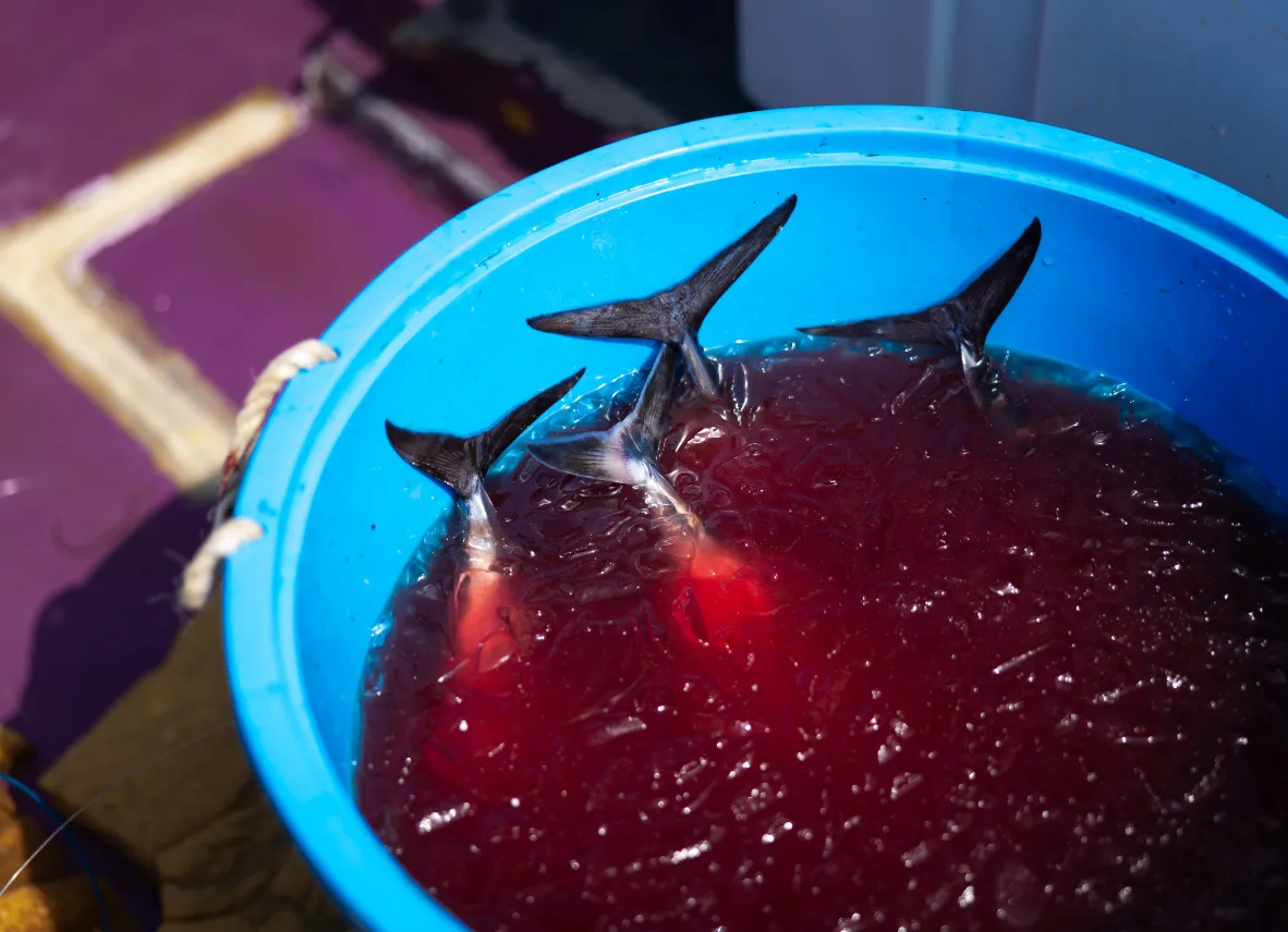 水揚げ直後船上活き締め