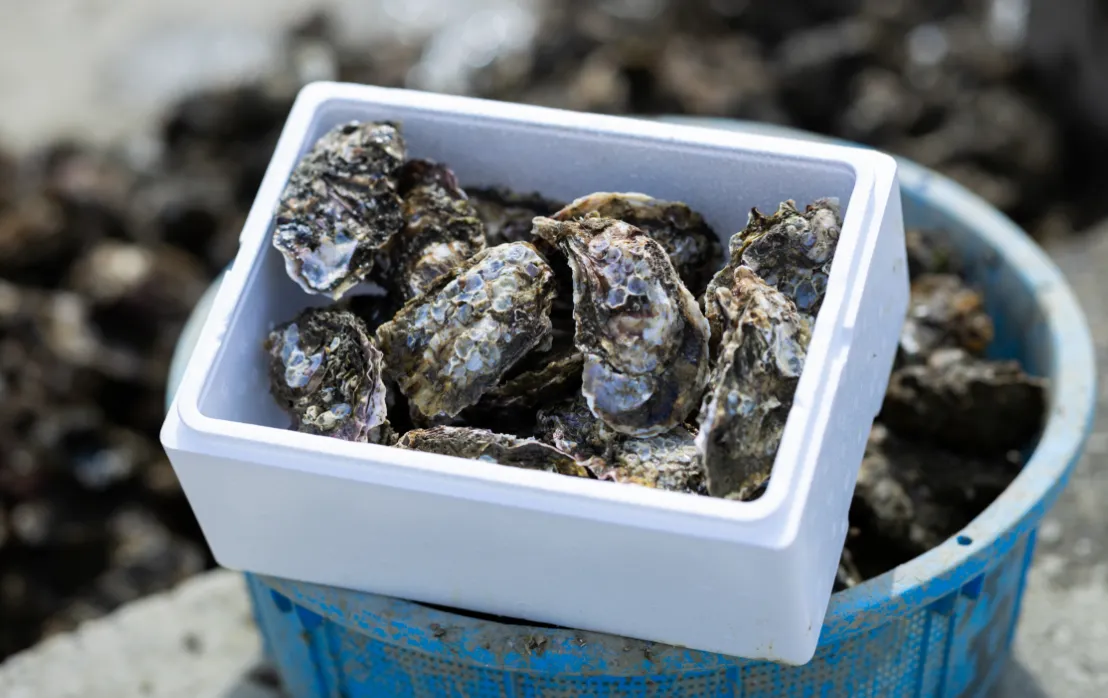 浜名湖産 牡蠣 冷蔵生 厳選殻付き