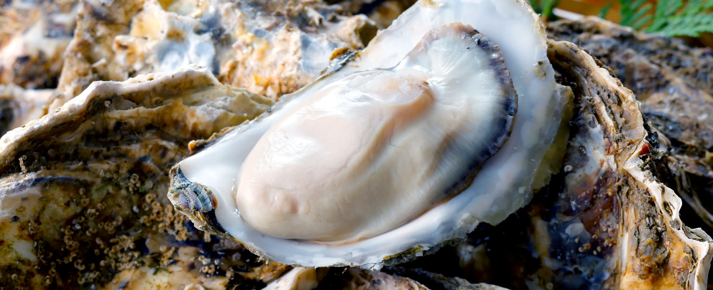 浜名湖産 牡蠣 美味しさのポイント