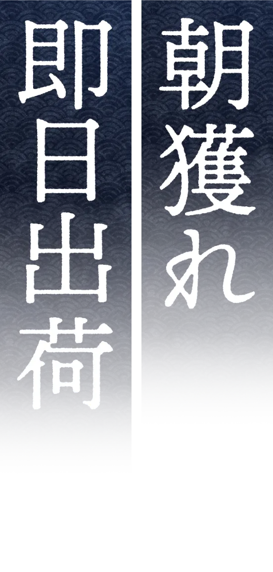 朝獲れ即日出荷