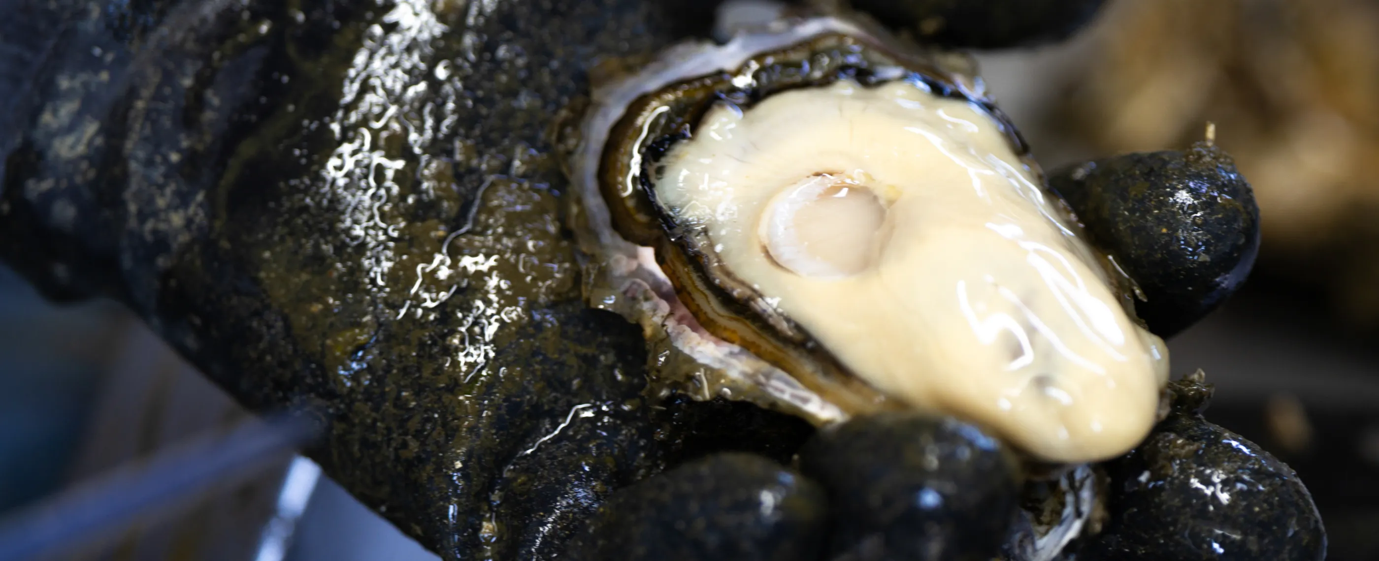 浜名湖産 牡蠣の強み