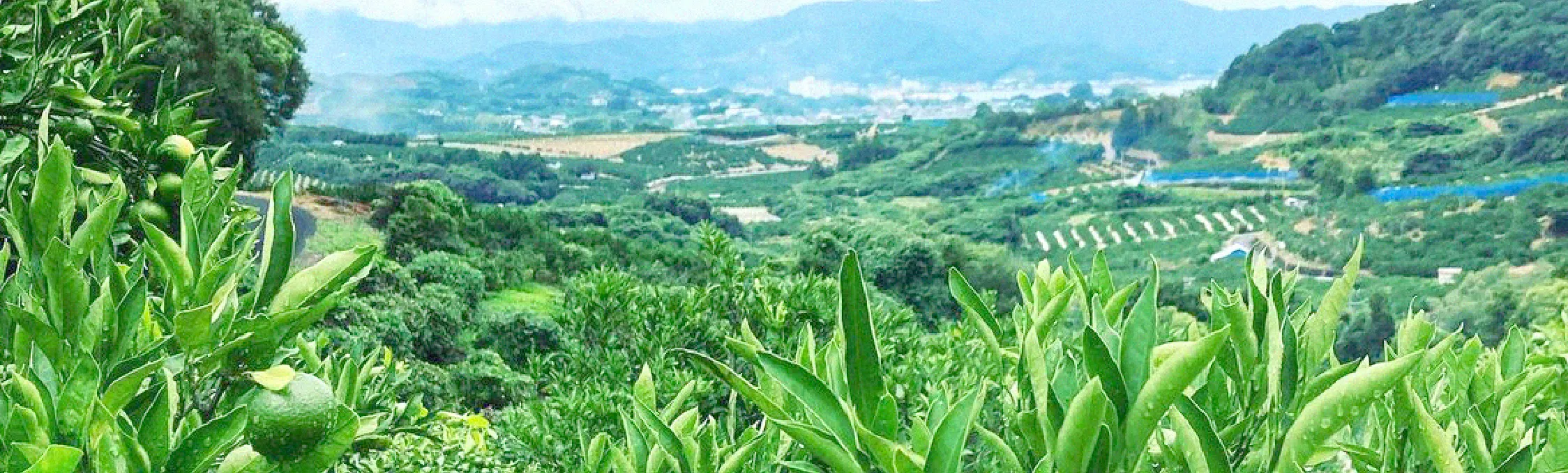 完全無農薬三ヶ日みかん