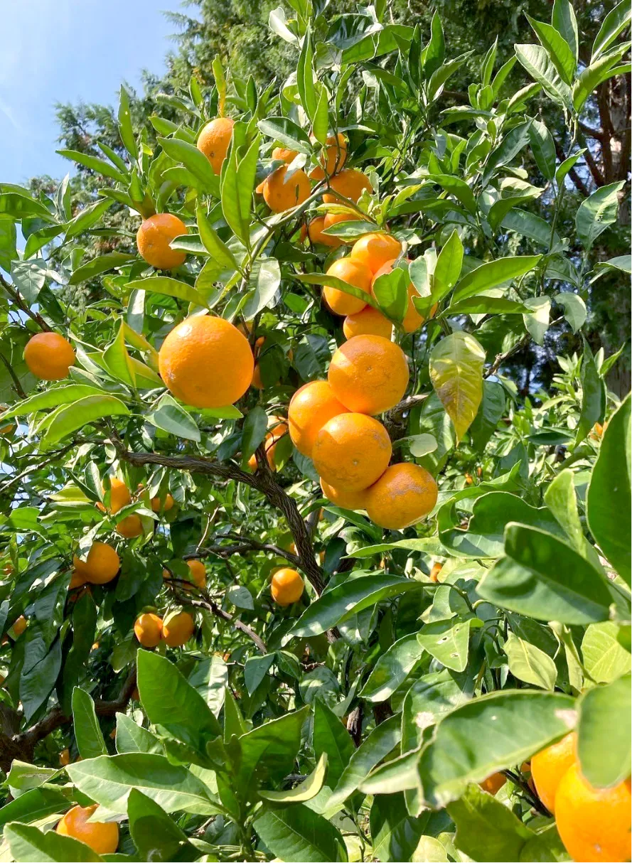 完全無農薬三ヶ日みかん