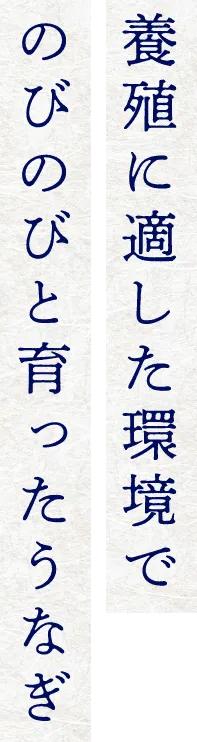 養殖に適した環境でのびのび育ったうなぎ