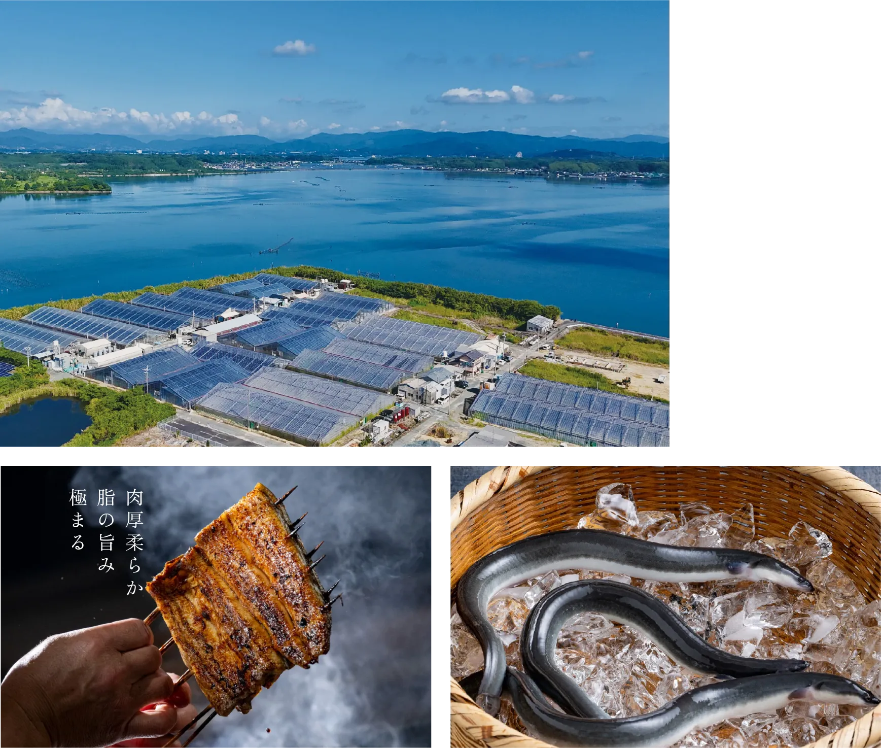 浜名湖うなぎ でしこ